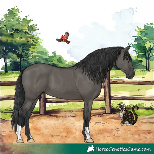 Horse Color:Grullo