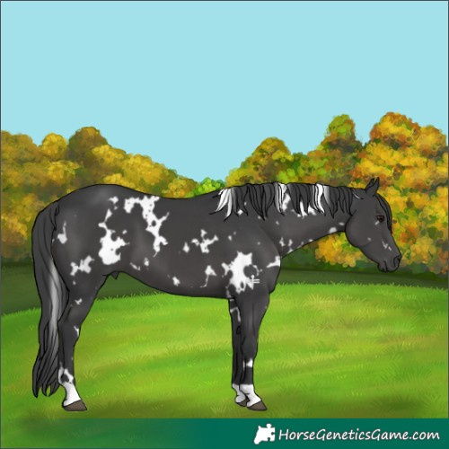 Horse Color:White Spotted Black 
