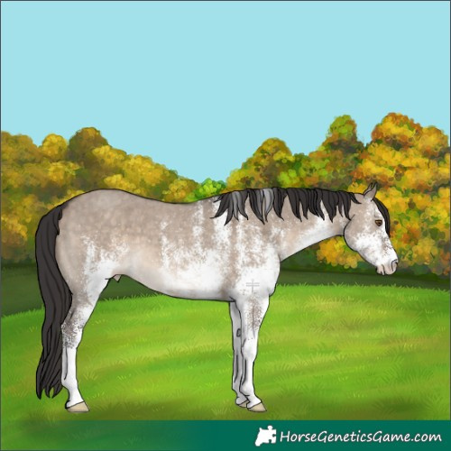 Horse Color:White Spotted Brown Dun Appaloosa 