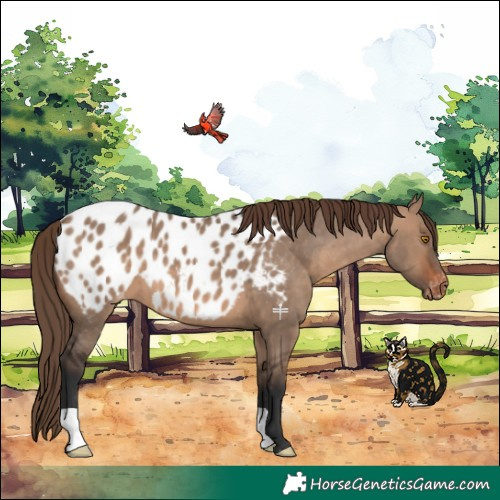 Horse Color:Brown Dun Appaloosa 