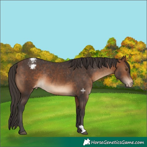 Horse Color:Brown Appaloosa Rabicano 
