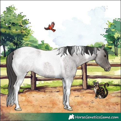 Horse Color:Grullo Roan Tobiano Appaloosa Rabicano 