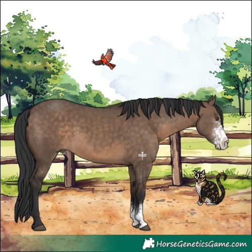 Horse Color:Brown Dun Sabino
