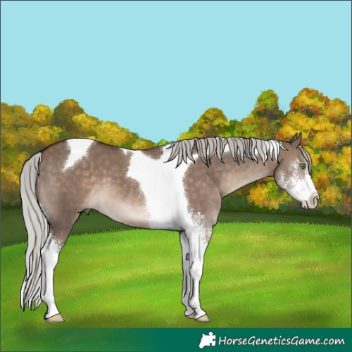 Horse Color:Silver Brown Dun Sabino Tobiano