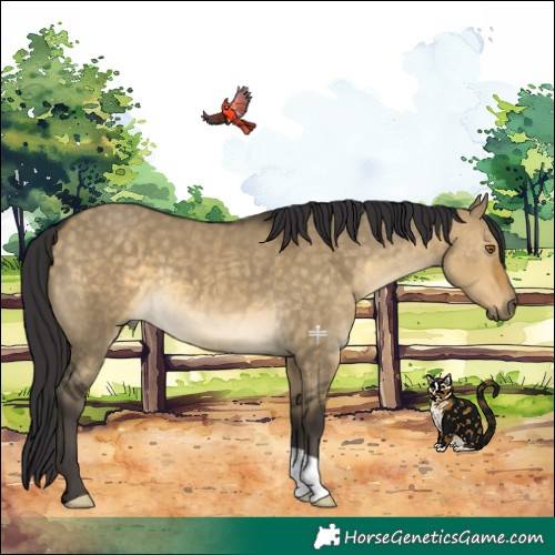 Horse Color:Buckskin Dun 