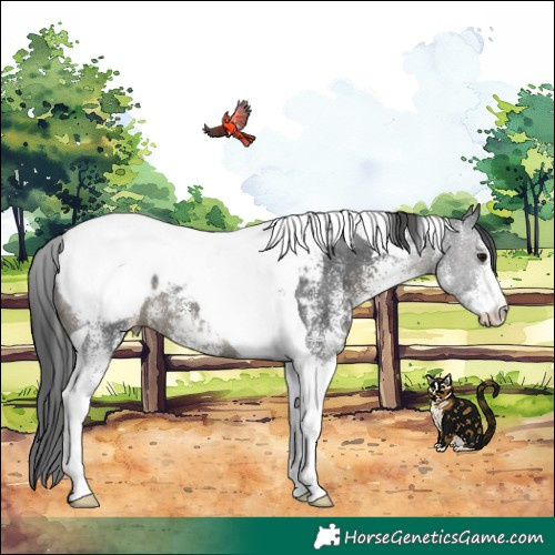 Horse Color:White Spotted Black Tobiano Snowcap 