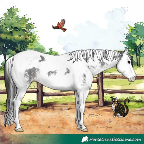 Horse Color:White Spotted Black Splash Tobiano