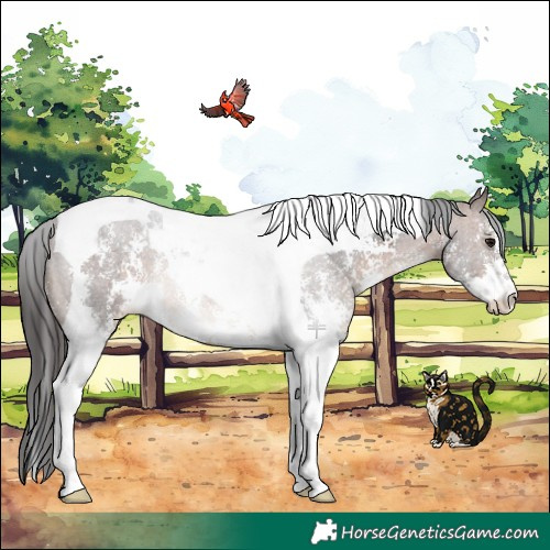 Horse Color:Brown Sabino Tobiano Rabicano 