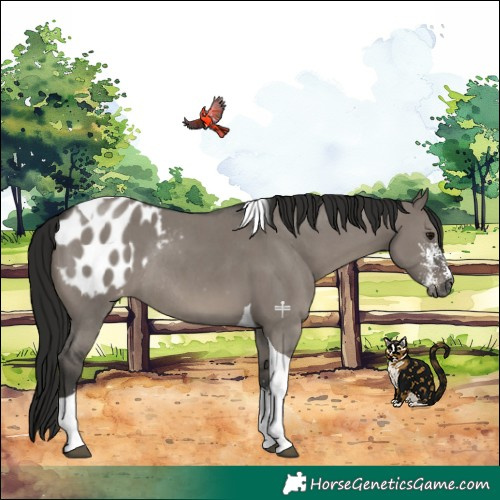 Horse Color:Gray Grullo Sabino Tobiano Appaloosa Rabicano 