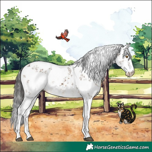 Horse Color:White Spotted Brown Dun Sabino