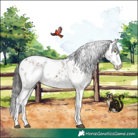 Horse Color:White Spotted Brown Dun Sabino