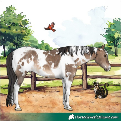 Horse Color:White Spotted Brown Dun Tobiano 