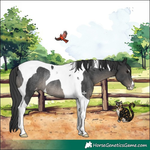 Horse Color:Black Tobiano Appaloosa Rabicano
