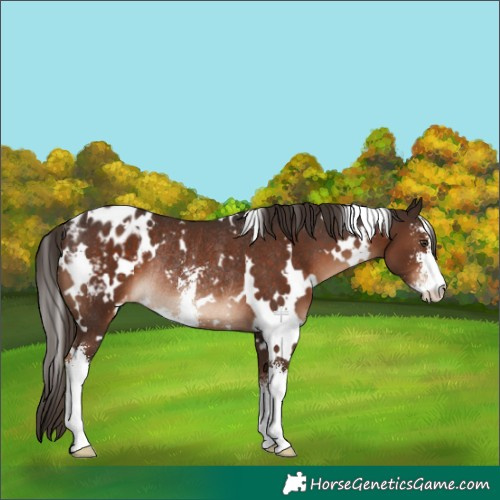 Horse Color:White Spotted Liver Chestnut Sabino Appaloosa Rabicano