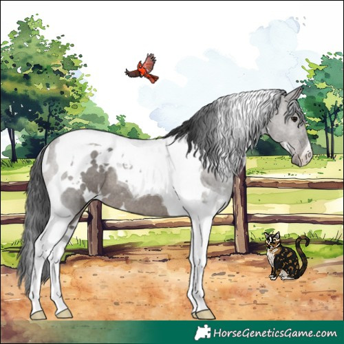 Horse Color:White Spotted Grullo Tobiano Rabicano