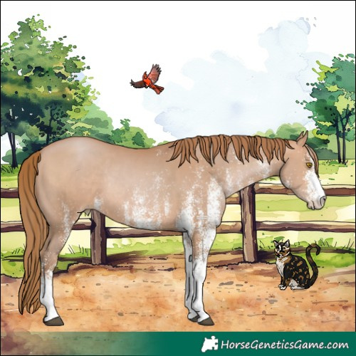 Horse Color:White Spotted Brown Pearl Rabicano 