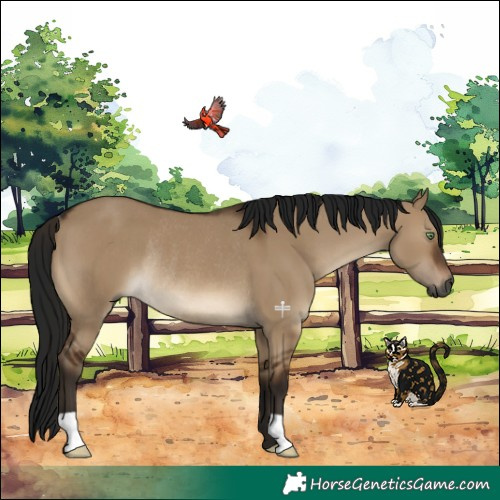 Horse Color:Gray Brown Dun Rabicano