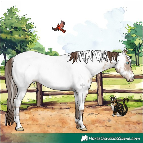 Horse Color:White Spotted Classic Champagne Appaloosa Rabicano 