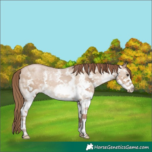 Horse Color:White Spotted Grullo Pearl 