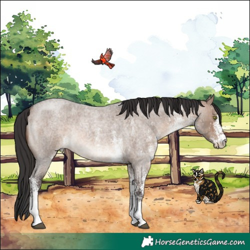 Horse Color:White Spotted Brown Roan Dun Rabicano