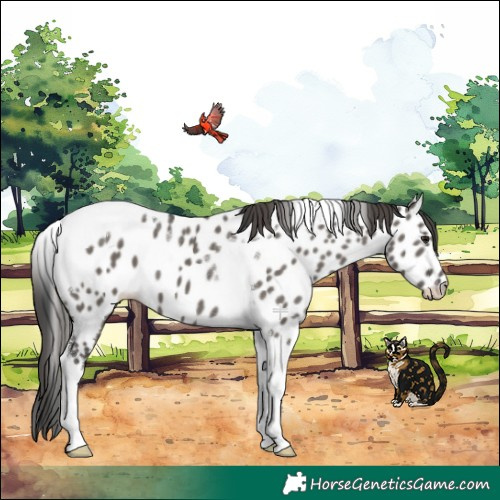 Horse Color:Grullo Tobiano Appaloosa 