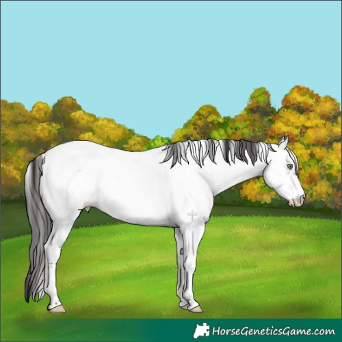 Horse Color:White Spotted Brown Dun Sabino Near Fewspot