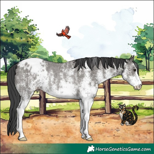 Horse Color:White Spotted Grullo Blanket Rabicano