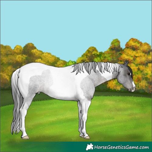 Horse Color:Blue Roan Tobiano