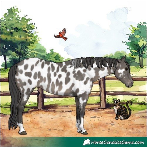 Horse Color:Grullo Tobiano Appaloosa