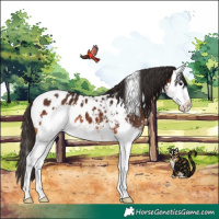 Horse Color:White Spotted Bay Sabino Splash Appaloosa