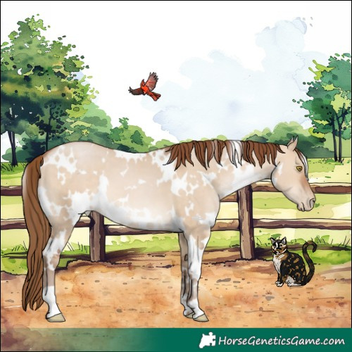 Horse Color:White Spotted Brown Pearl Dun