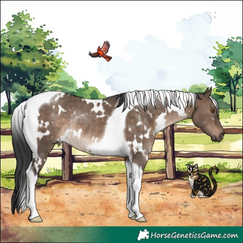 Horse Color:White Spotted Brown Dun Tobiano Rabicano