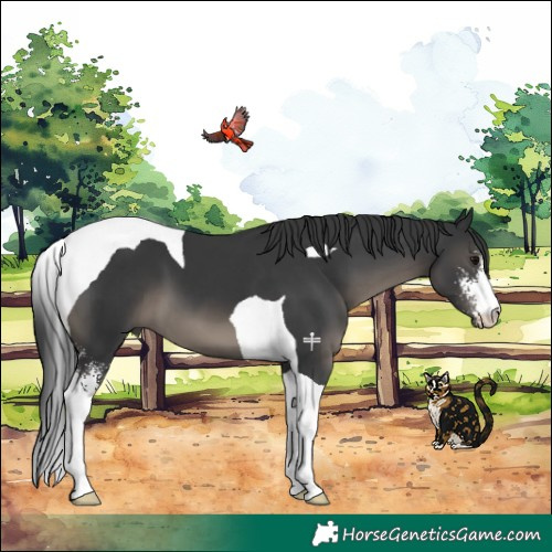 Horse Color:Black Sabino Tobiano