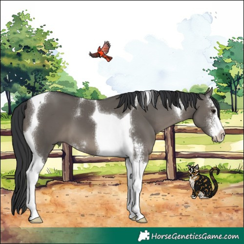 Horse Color:Grullo Sabino Tobiano