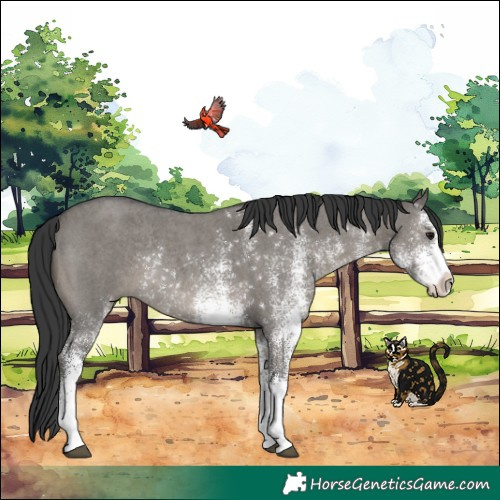Horse Color:White Spotted Grullo Rabicano 