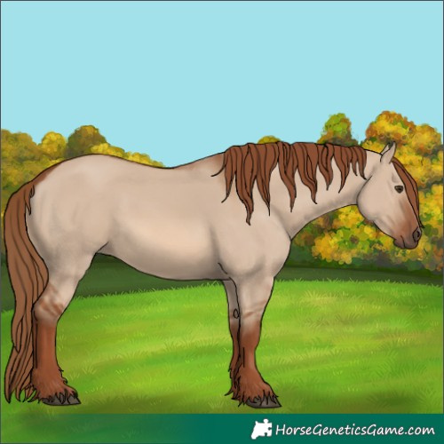Horse Color:Red Dun