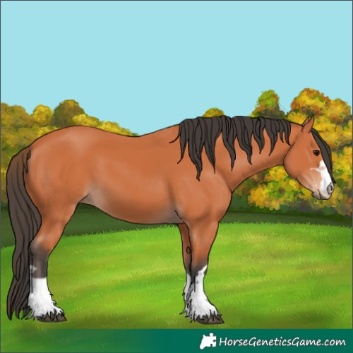 Horse Color:Bay 