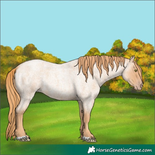 Horse Color:Gold Champagne Roan 