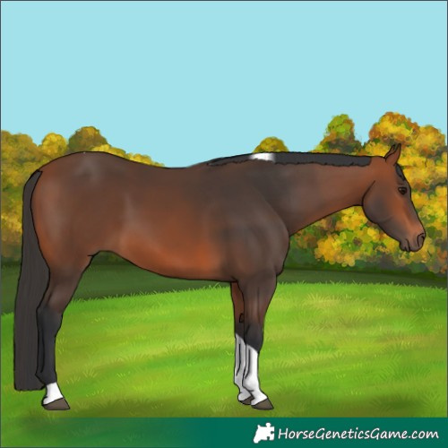 Horse Color:Bay Tobiano 