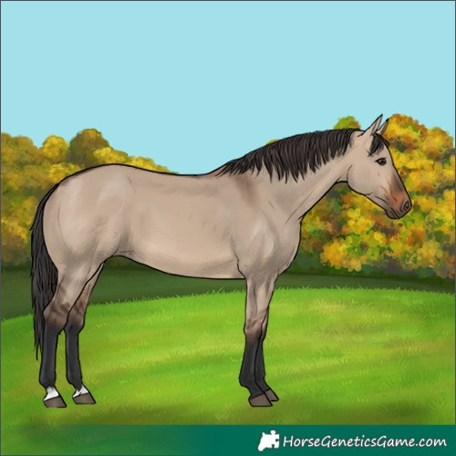 Horse Color:Brown Dun 