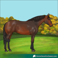 Horse Color:Bay 