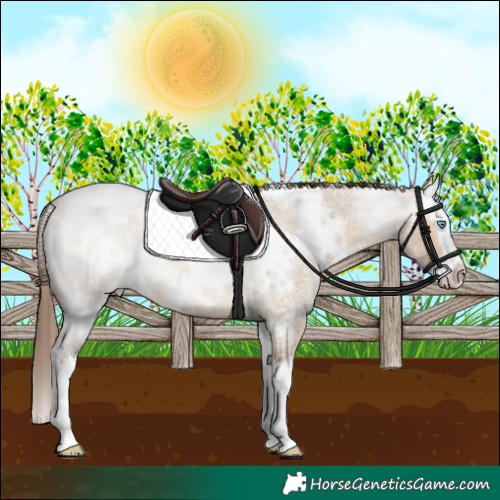 Horse Color:White Spotted Bay Roan Dun Splash Appaloosa Rabicano