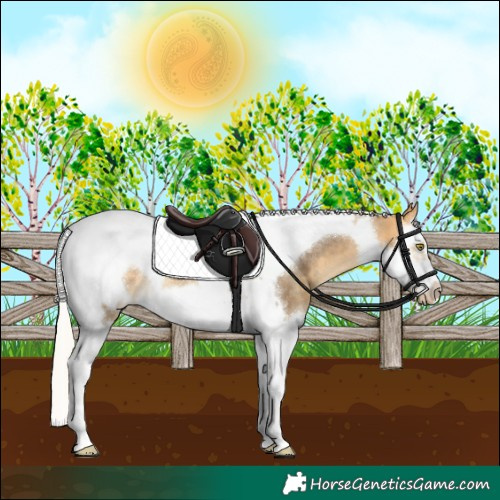 Horse Color:Silver Buckskin Dun Splash Tobiano Frame Appaloosa Rabicano 