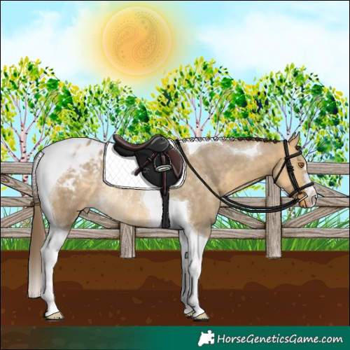 Horse Color:Buckskin Dun Tobiano Appaloosa Rabicano 