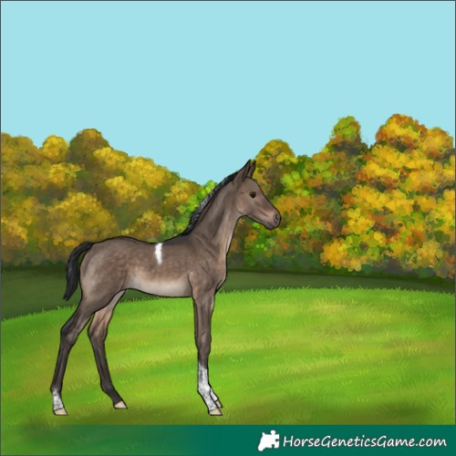 Horse Color:Brown Dun Tobiano 