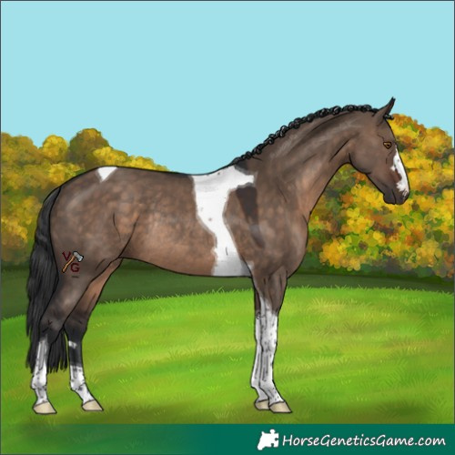 Horse Color:Brown Dun Tobiano Rabicano