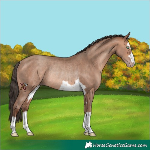 Horse Color:Amber Champagne Rabicano 