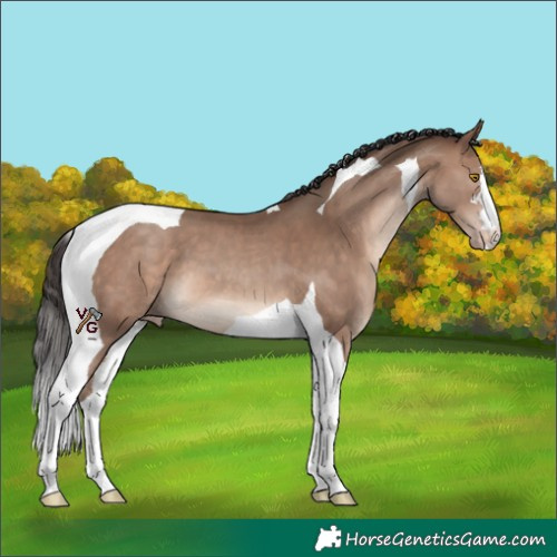 Horse Color:Sable Champagne Tobiano