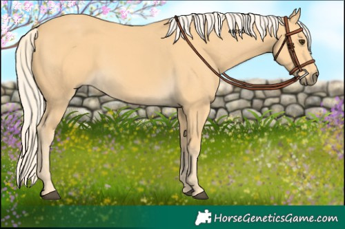Horse Color:Palomino