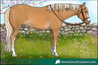 Horse Color:Palomino 
